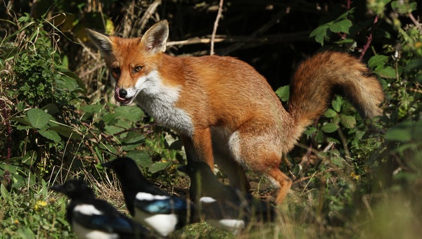 A fun shot of a Red Fox (Vulpes vulpes) defecating at the entrance to its den and sticking out its tongue.