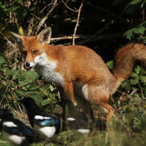 A fun shot of a Red Fox (Vulpes vulpes) defecating at the entrance to its den and sticking out its tongue.