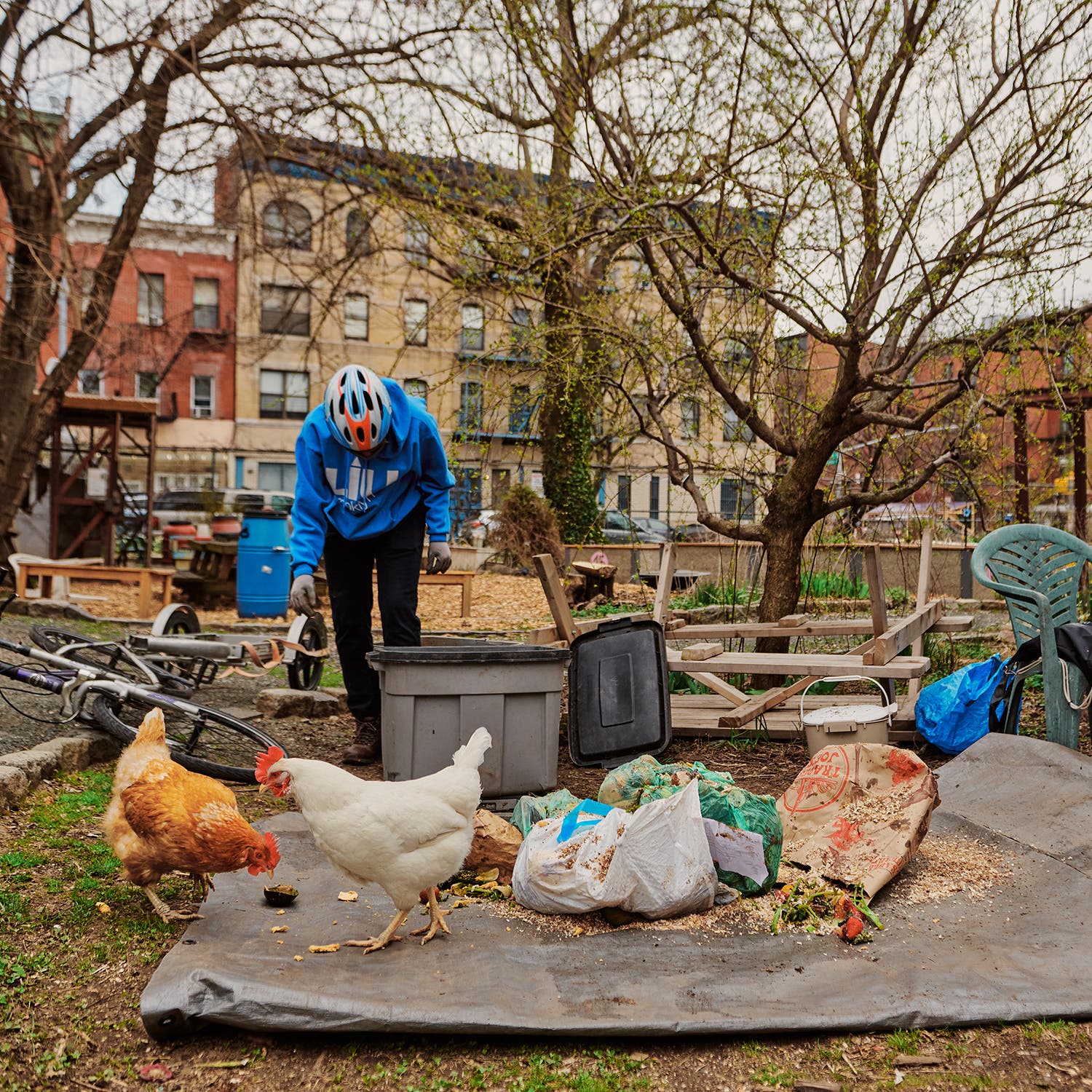 Chickens help break down food scraps at the Green Acres Community Garden.