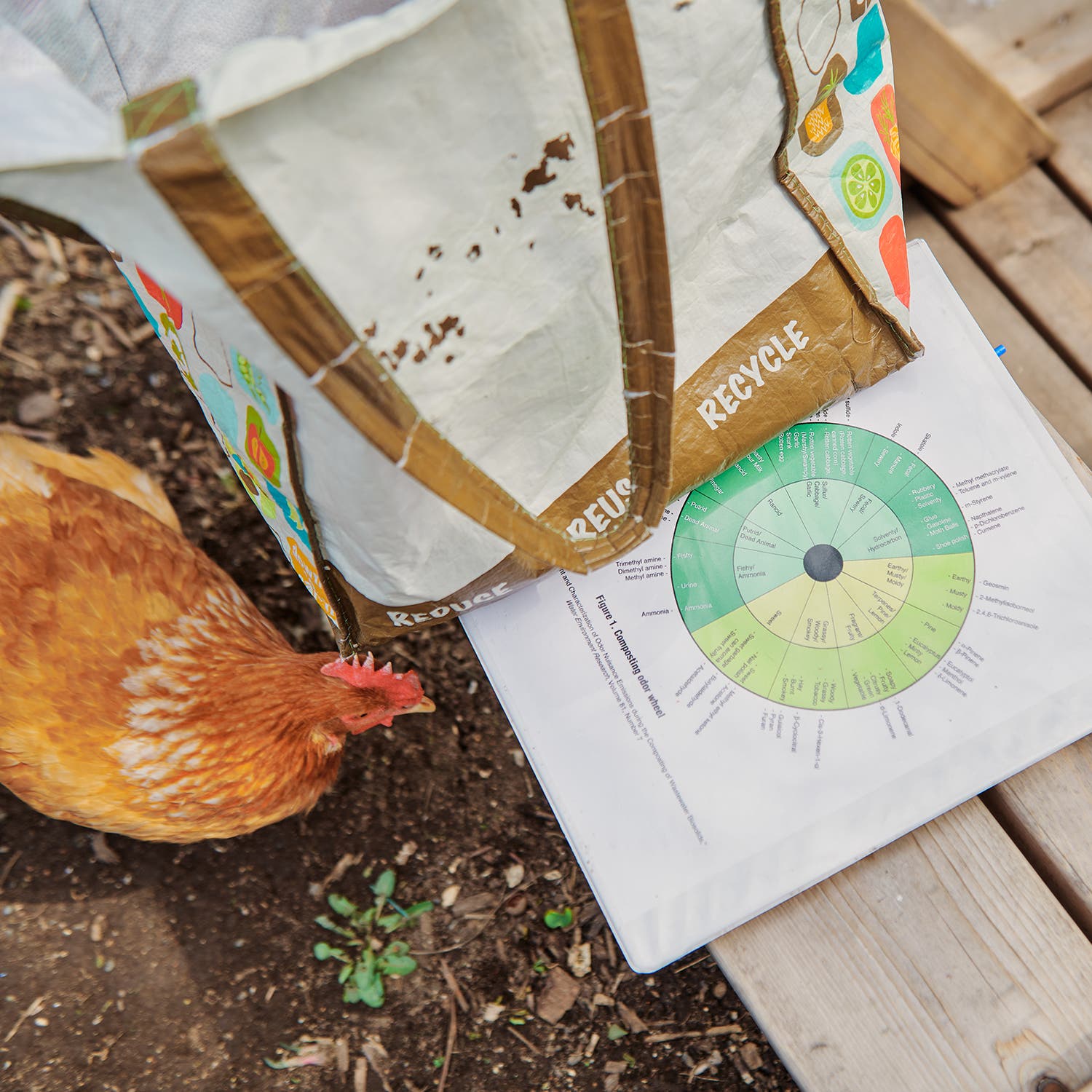 Chickens help break down food scraps at the Green Acres Community Garden.
