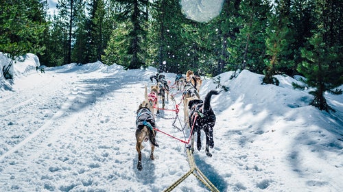 Sled dog team running in snow