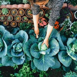 Woman working in vegetable garden