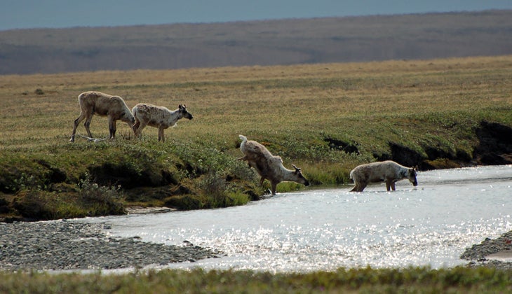 4 caribou crossing hulahula Caribou at Arctic National Wildlife Refuge