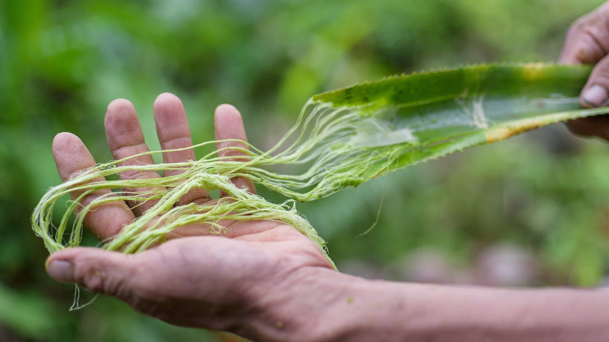 Extracting fibers from pineapple leaves.