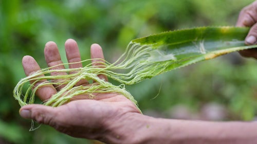 Extracting fibers from pineapple leaves.