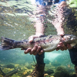 Holding a fish underwater