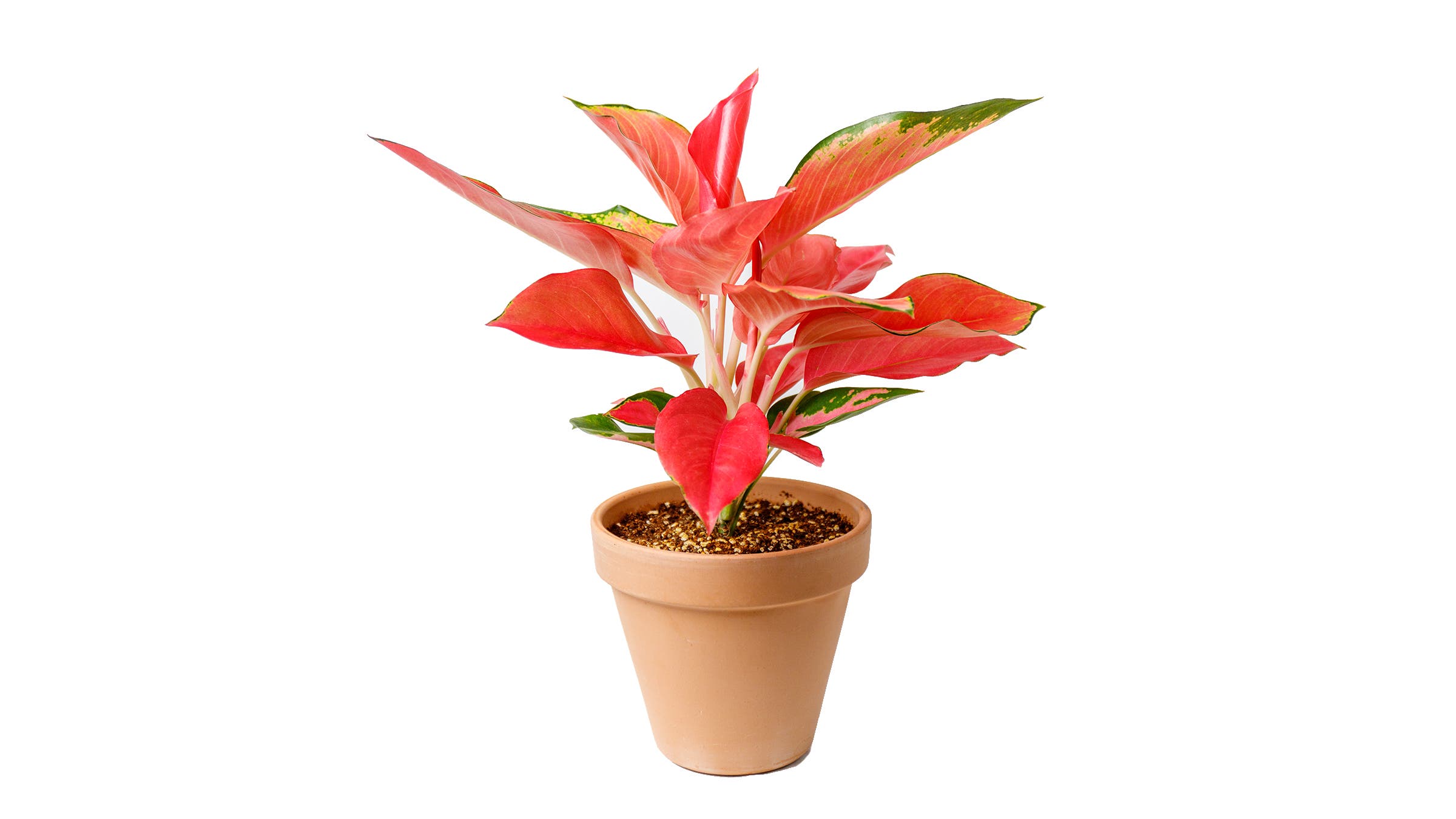 Pink Aglaonema in a plant pot against white background - houseplant care