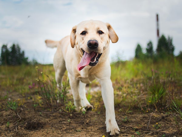 Portrait of golden labrador running forward in camera direction on a field in the summer park, looking at camera. Green grass and trees background