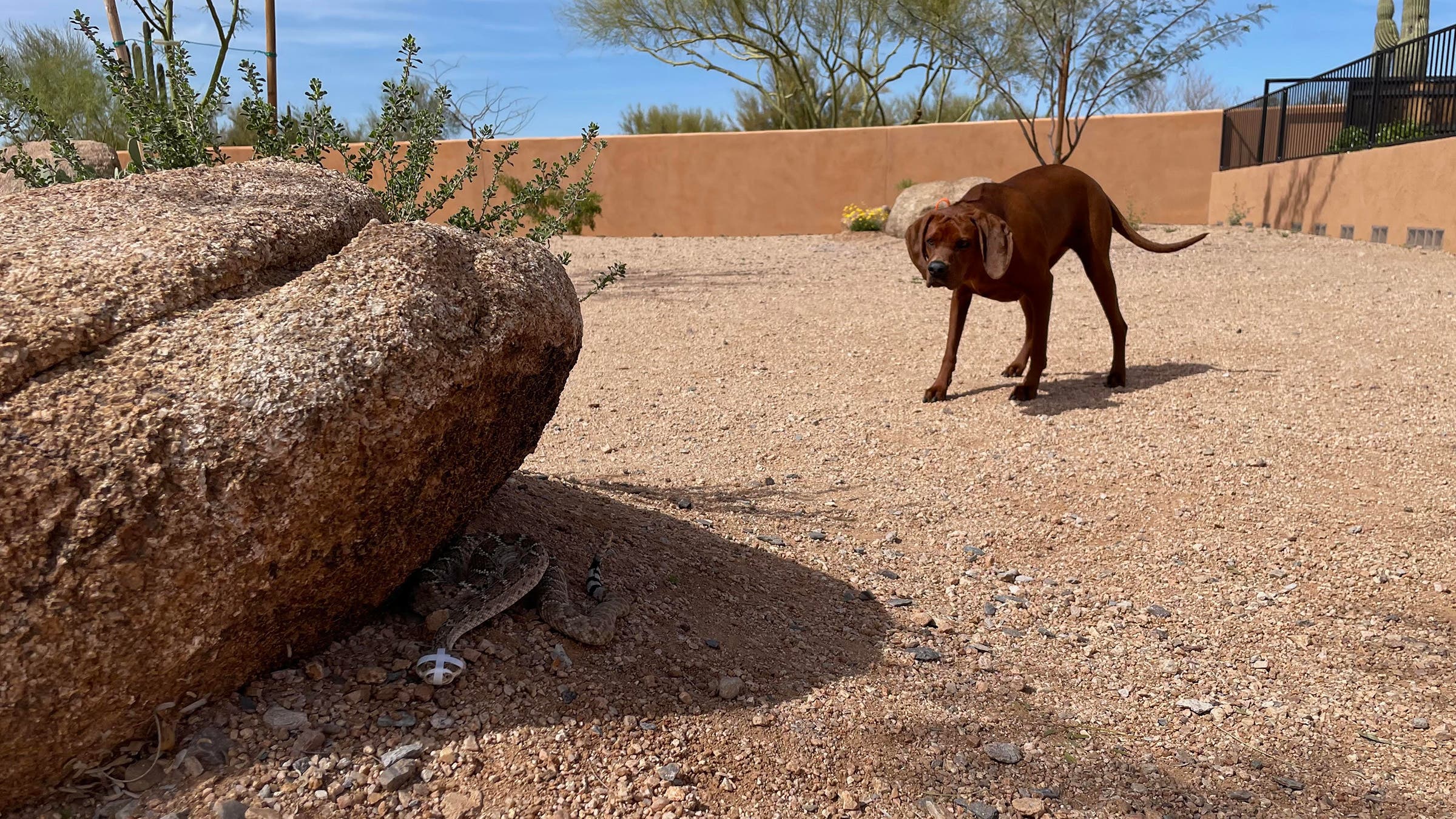 A dog backs away from a snake at Rattlesnake Ready