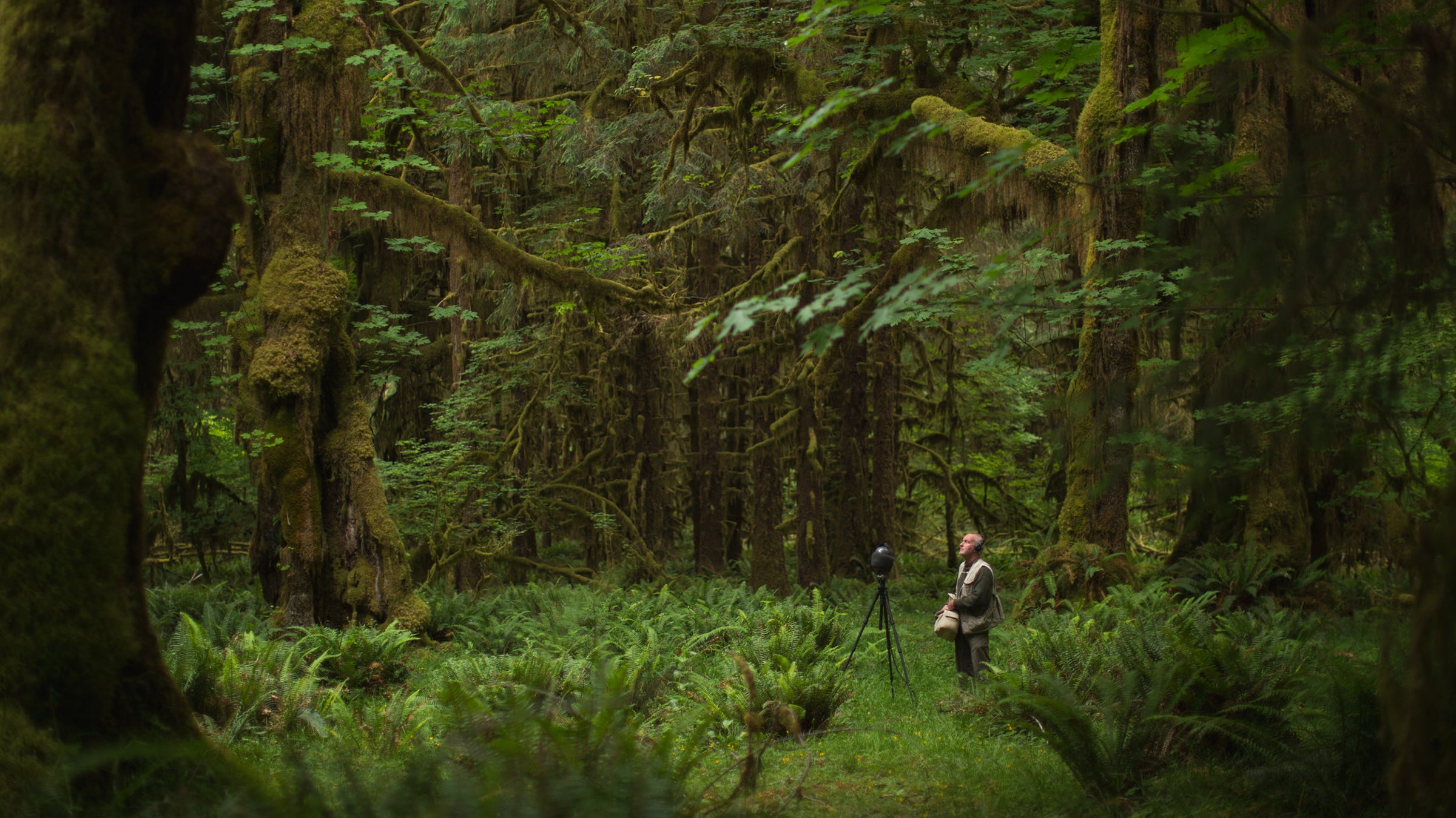 Gordon Hempton recording in the Hoh rainforest