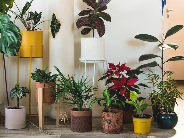 Several beautiful houseplants against a white wall in a living room.