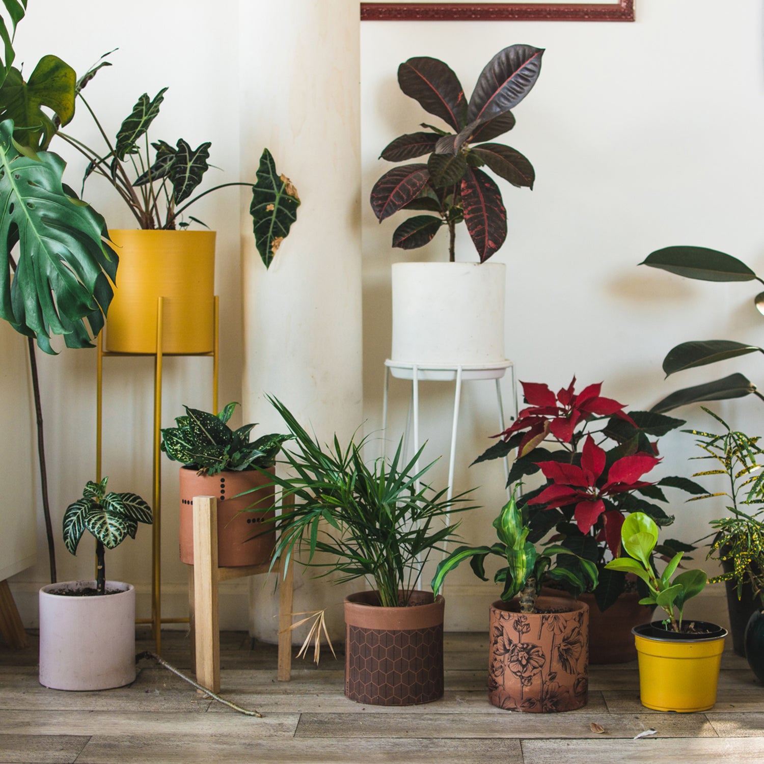 5 Things to Consider Before Buying an Indoor Plant
