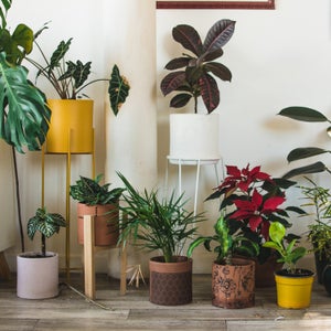 Several beautiful houseplants against a white wall in a living room.