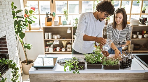 couple taking care and watering kitchen herbs at their apartment