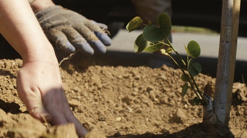 Still from ’The Fight to Protect Los Angeles Forests‘ film