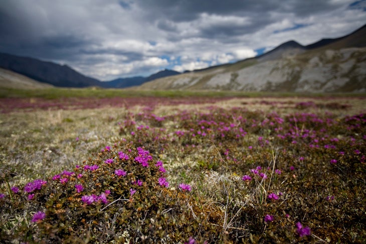 Lincoln Else 1 059 arctic refuge Arctic National Wildlife Refuge
