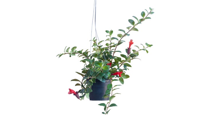 Red flower of Lipstick Vine or Aeschynanthus radicans jack hanging in black plastic pot isolated on white background included clipping path.