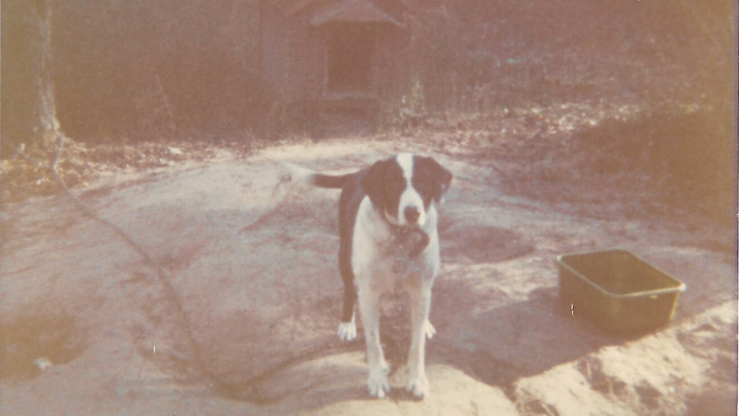 The author’s childhood dog, Lucky, in Conroe, Texas, in the late 1970s