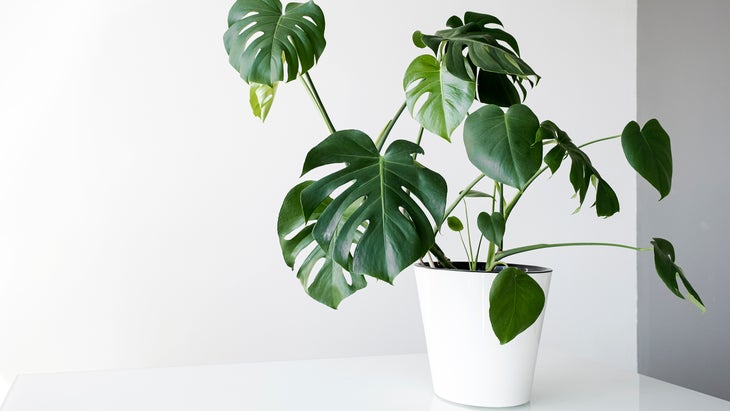 Monstera Flower In A White Pot Stands On A Table On A White Background