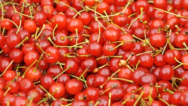 Tart Cherry Juice: Recovery Drink or Snake Oil?