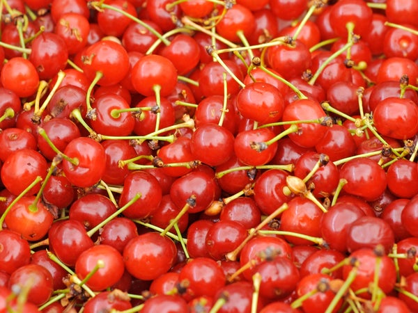 Montmorency cherries at a market