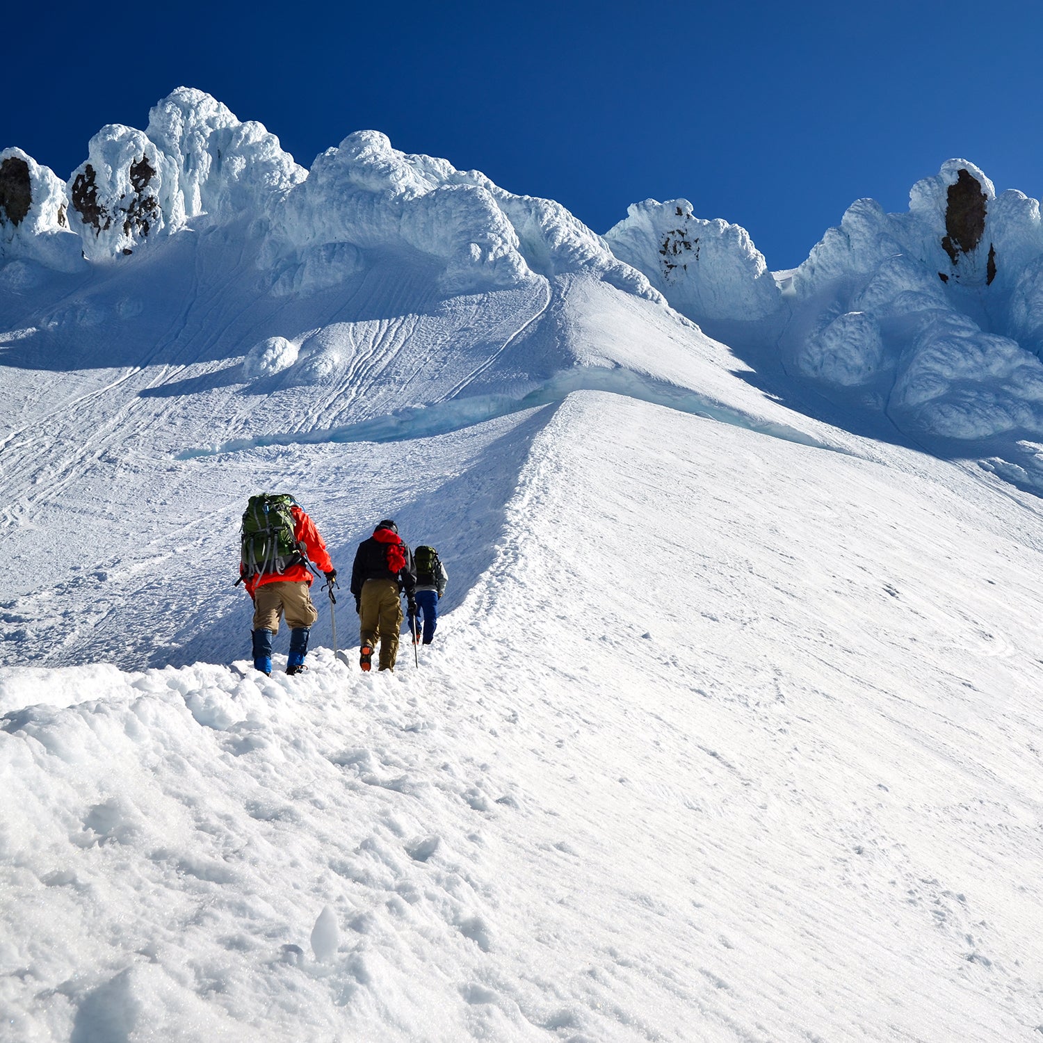 Did You Know? Hoh Rainforest — The Mountaineers