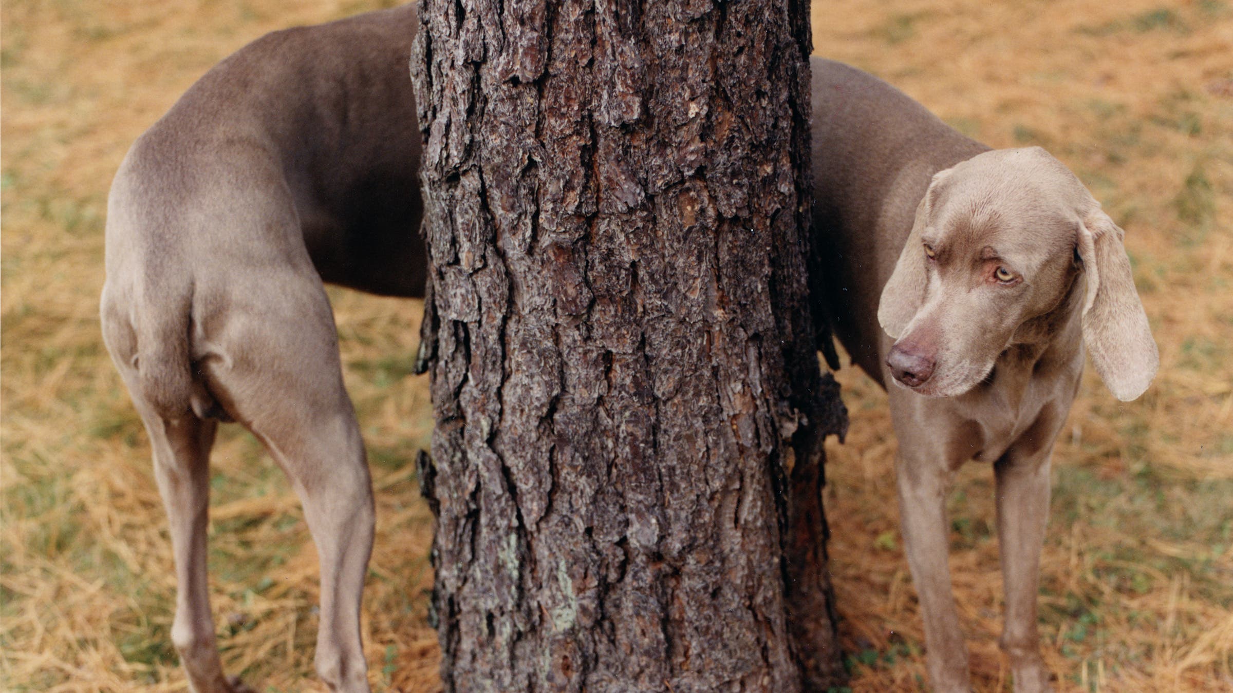 dog stretched around back of tree