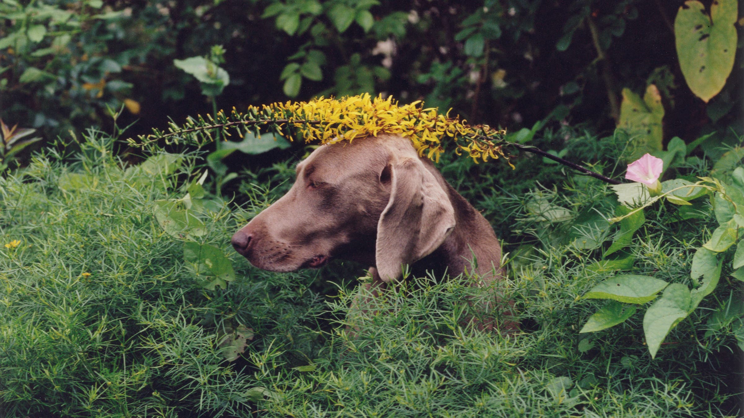 dog poking head out of bushes