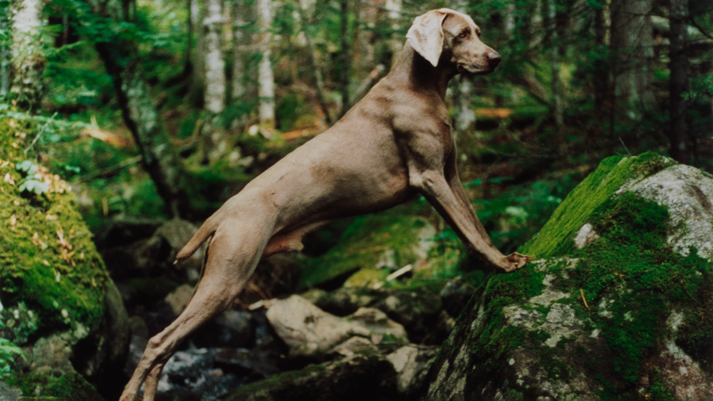 dog stretching legs over gap in nature