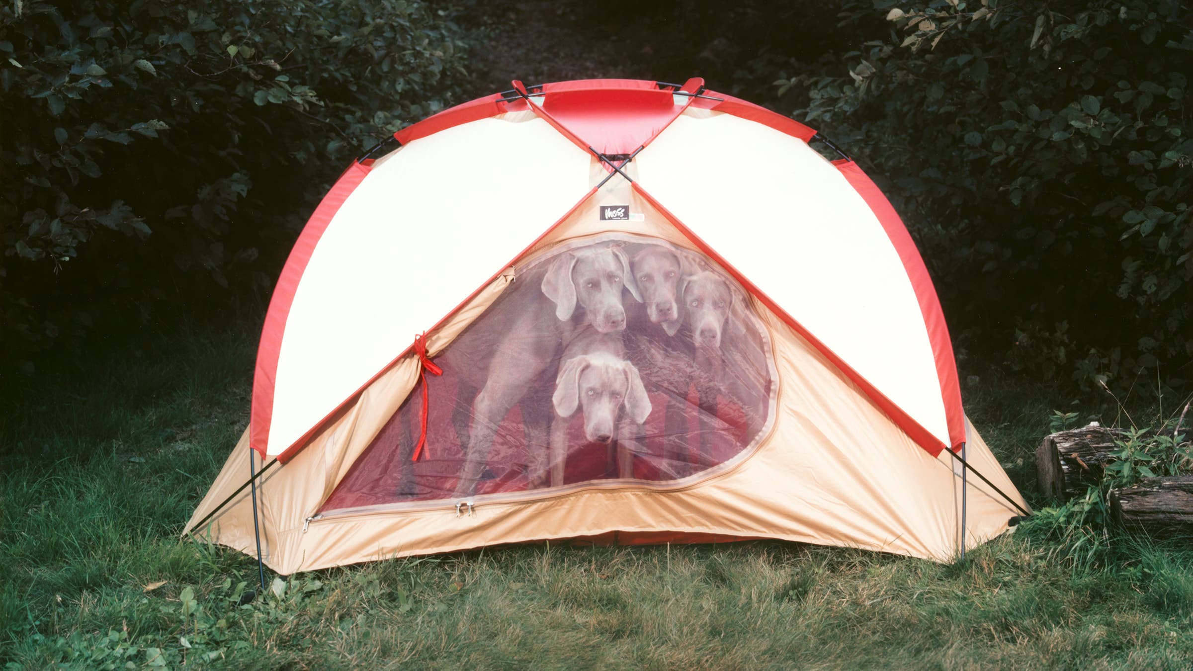 dogs in a tent