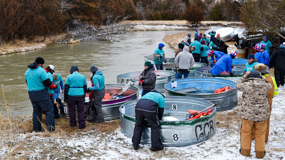 Nebraska Cattle Tanking the Raucous River Race Where Everybody Wins
