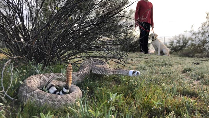 How to Protect Your Dog From Rattlesnake Bites- Outside Online