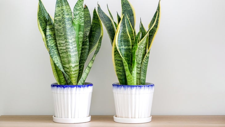 The Beginner's Houseplant Trick to Keep Your Plants Alive and