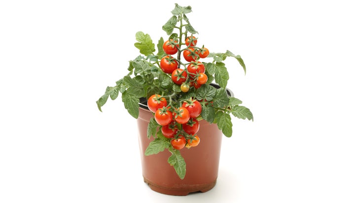 Garden Tomatoes on white background