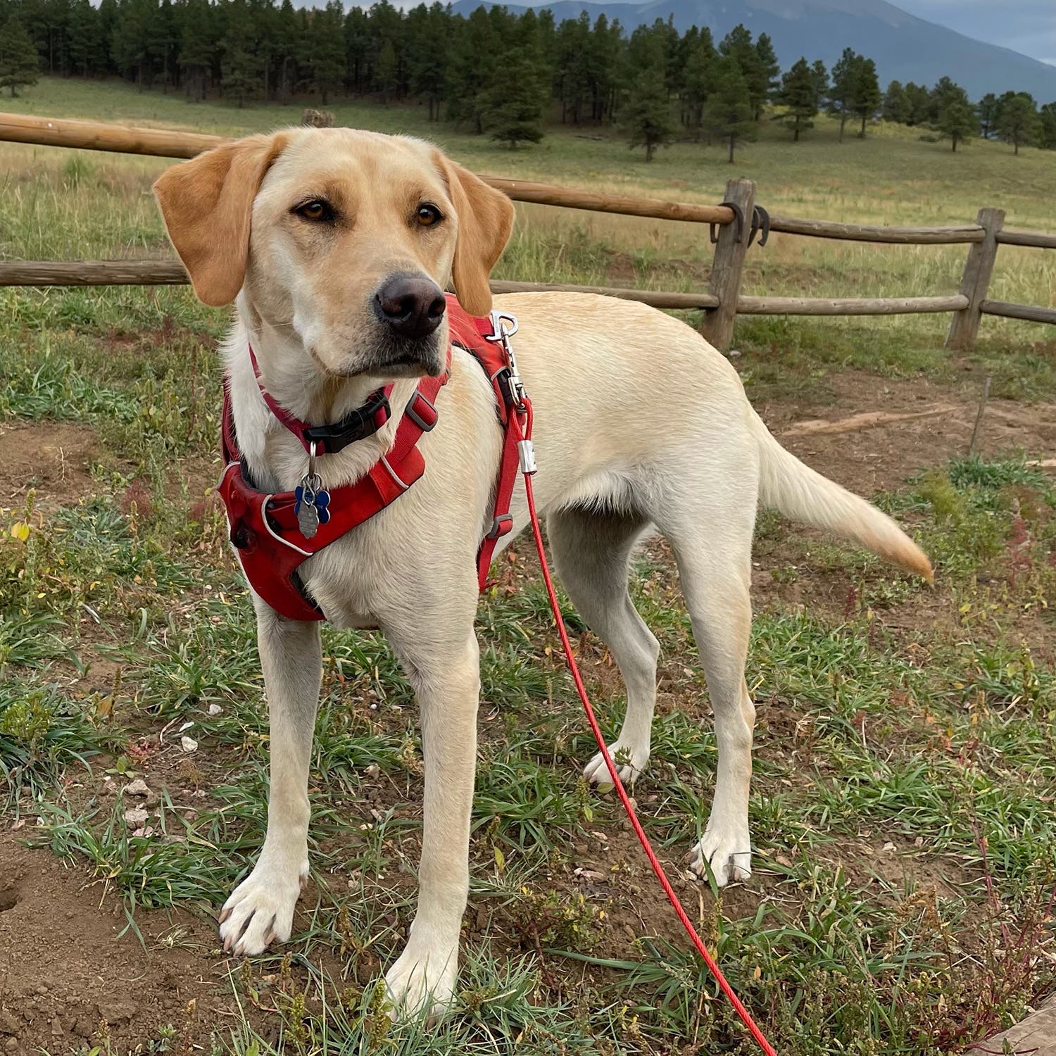 Trudy on the go near Arizona’s San Francisco Peaks