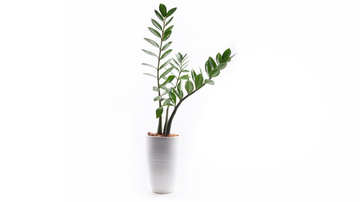 Zamioculcas plant in a pot isolated on white background.