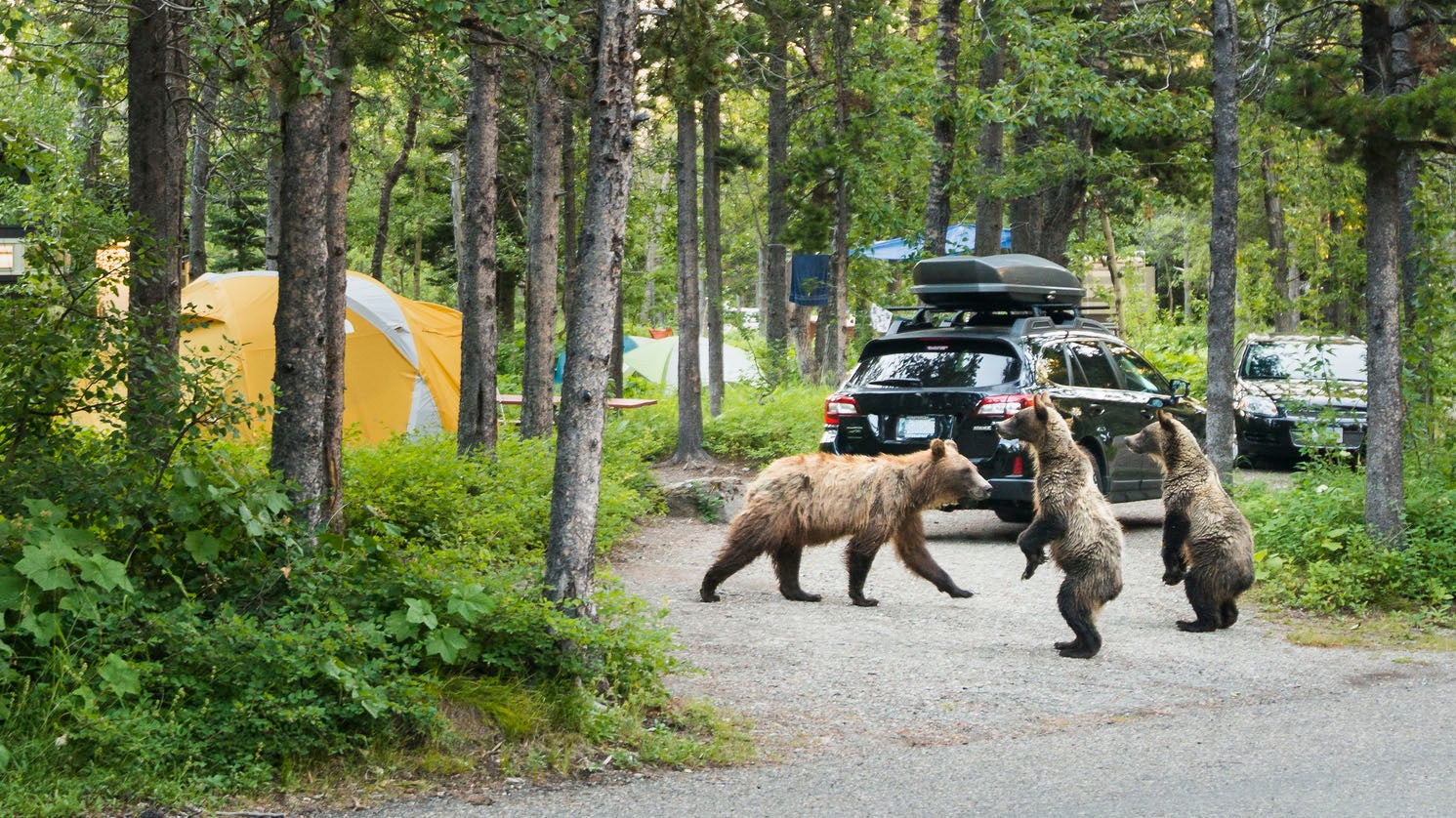 Bears play in a campground.