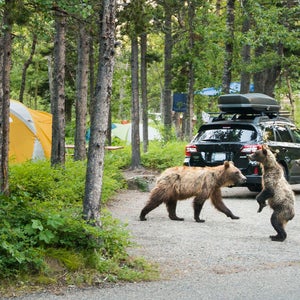 Bears play in a campground.