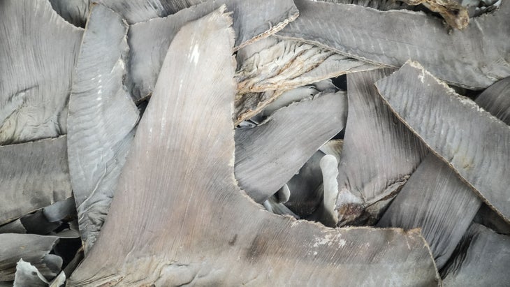 Piles of fins from dead sharks.