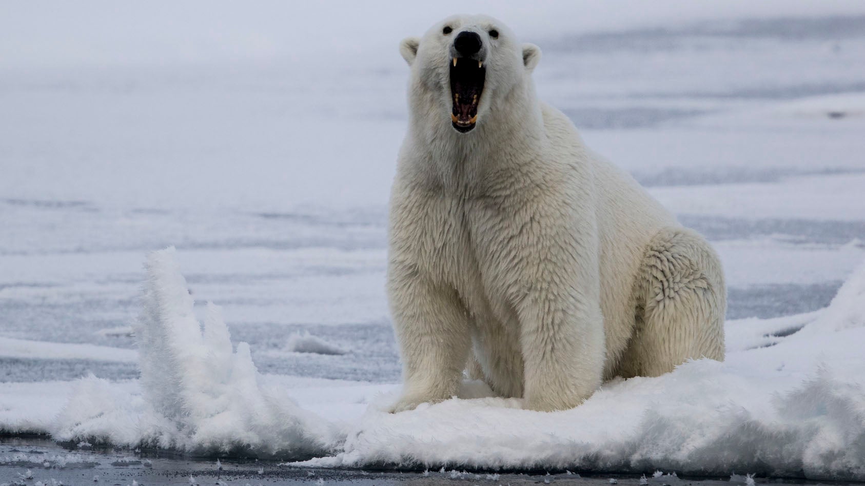 A polar bear growls on ice.