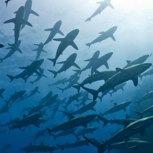 Scuba diver approaching a large school of silky sharks (Carcharhinus falciformis), Roca Partida, Revillagigedo, Mexico