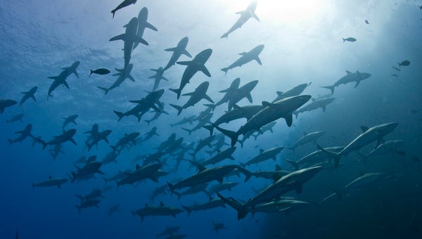 Sharks swimming in formation.