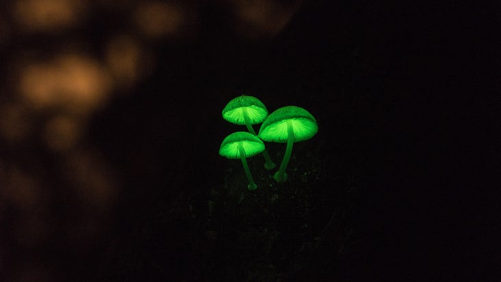 Brazil’s Bioluminescent Mushrooms