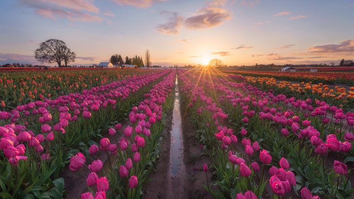 Tulips farm at sunset