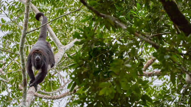 Wild Yucatan black howler monkey in the Mountain Pine Ridge Forest Reserve in the Caribbean Nation of Belize.