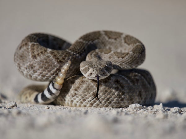 A rattlesnake in defensive position