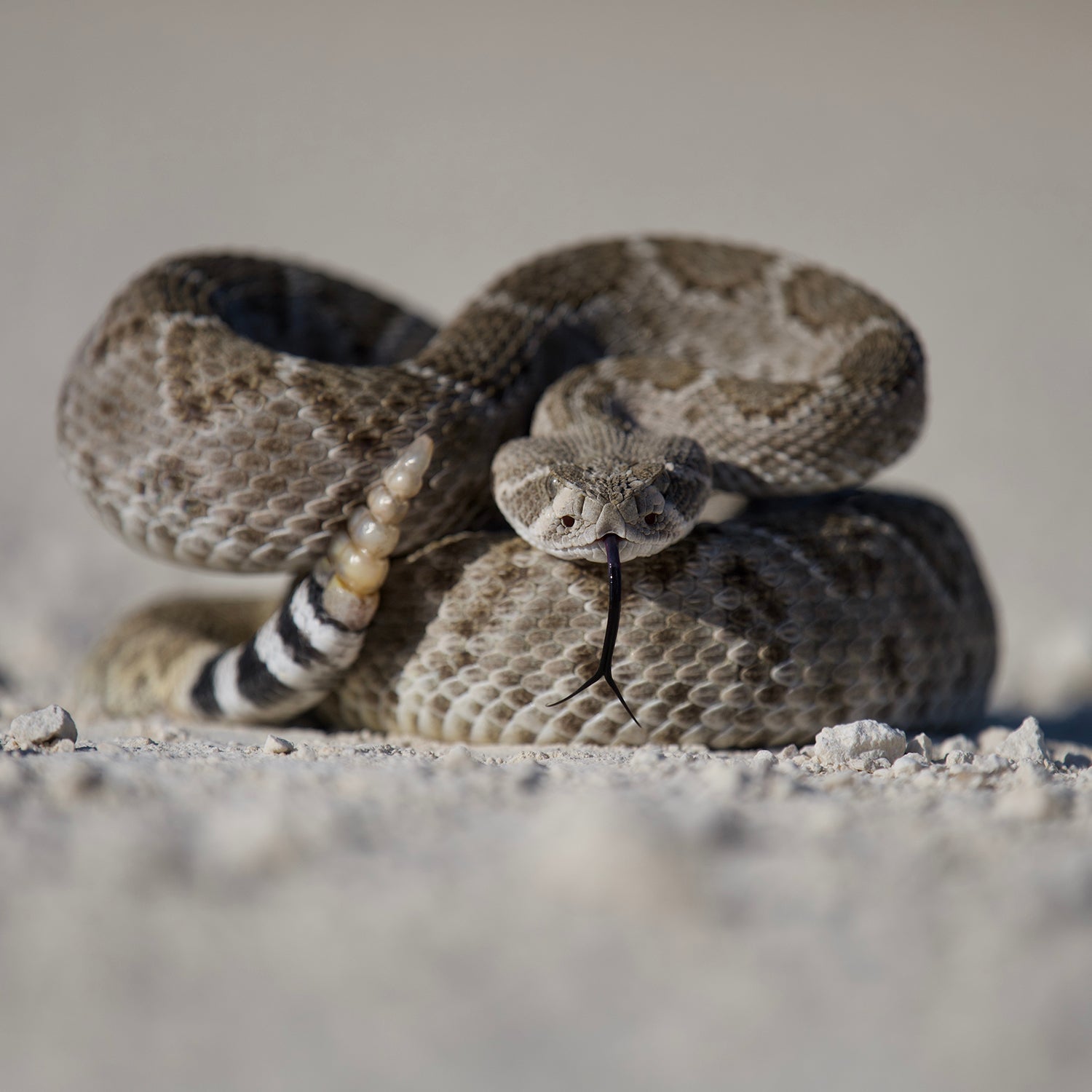 Snake bites are on the rise in US
