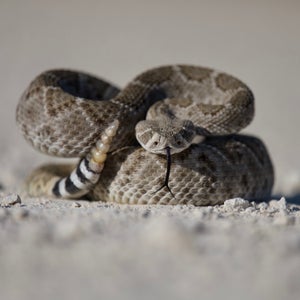 A rattlesnake in defensive position