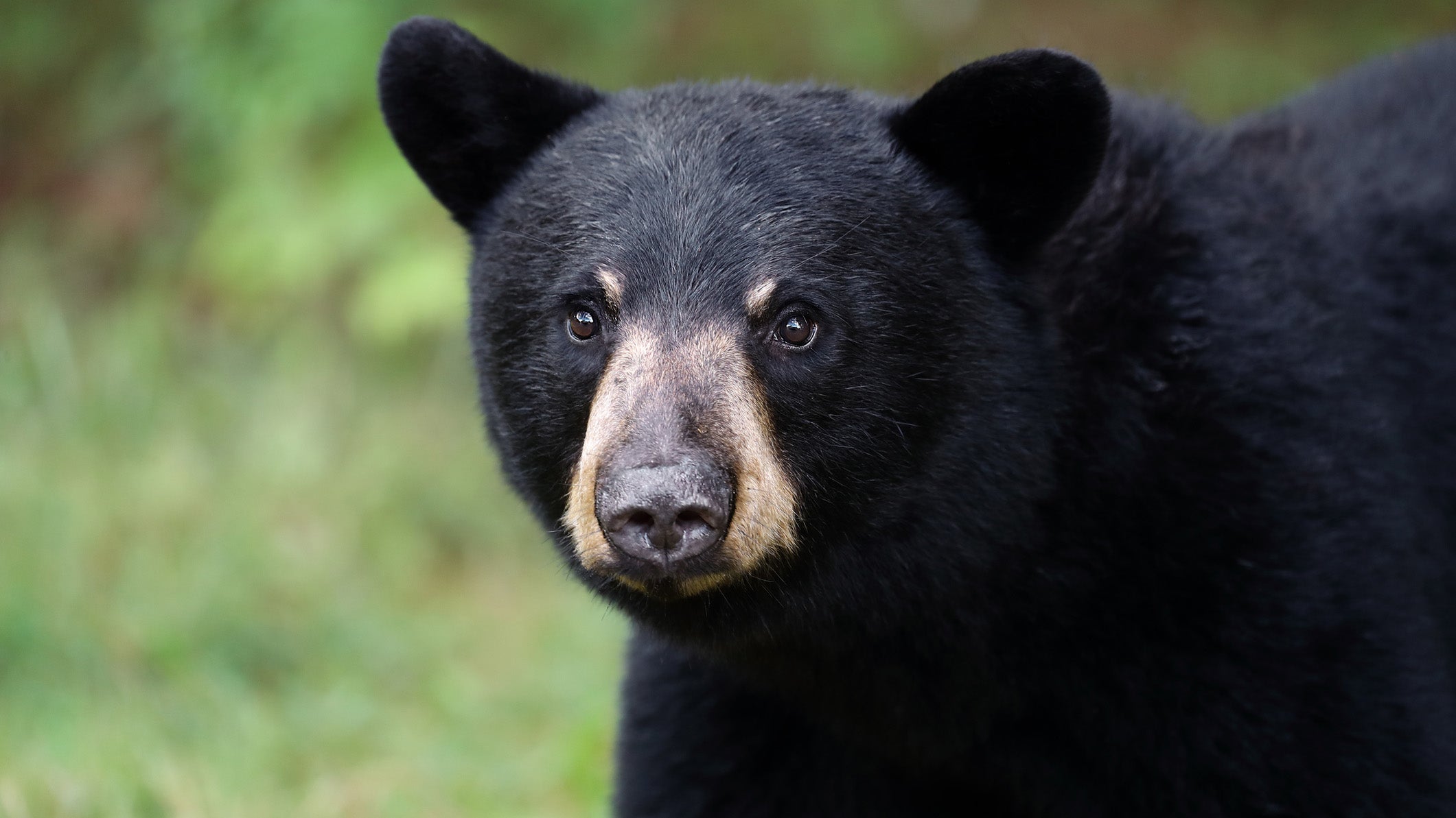 Bear Encounters Are On the Rise in North Carolina