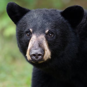 A black bear walks through the woods.
